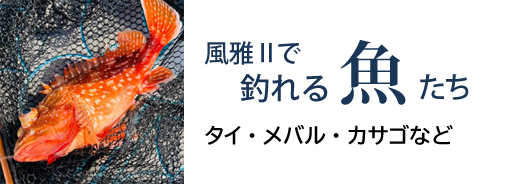 風雅Ⅱで釣れる魚たち